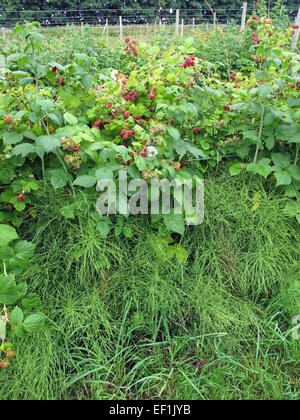 La prêle des champs ou commun, Equisetum arvense, la contamination entre les cannes de framboise de fructification, Berkshire, Juillet Banque D'Images