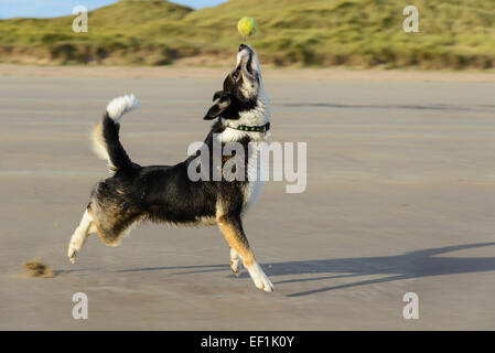 Chien border collie avec balle de tennis sur la plage de Seahouses, Northumberland, England Banque D'Images