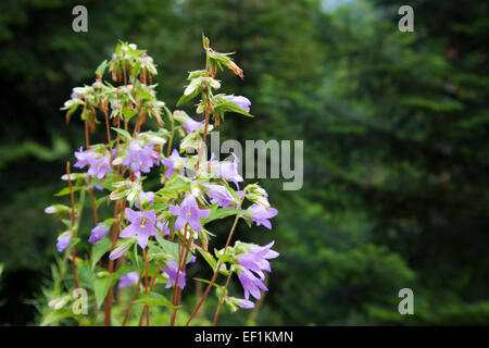 Fleurs de Bell, campanula in forest Banque D'Images