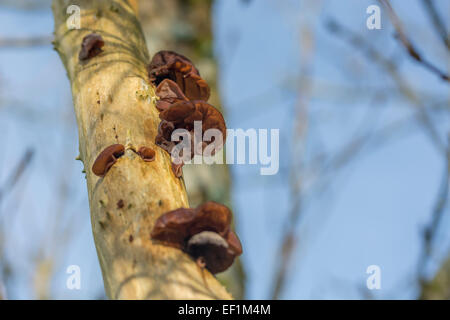 Oreilles en bois / champignon de l'oreille de juif - Auricularia auricula-judae - sur l'aîné commun / Sambucus nigra. Alimentation, nourriture fourragée, champignons à l'oreille de bois. Banque D'Images