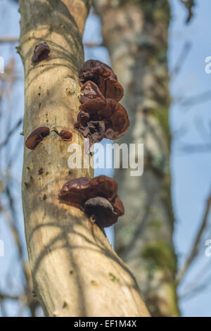 Oreilles en bois / champignon de l'oreille de juif - Auricularia auricula-judae - sur l'aîné commun / Sambucus nigra. Alimentation, nourriture fourragée, champignons à l'oreille de bois. Banque D'Images
