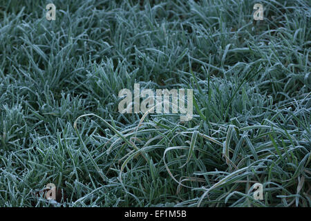 L'herbe givrée en hiver. L'accent est principalement sur la touffe juste en dessous et à droite de l'image centre. Banque D'Images