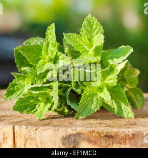 Feuilles de menthe verte sur moignon en bois dans la lumière au coucher du soleil Banque D'Images