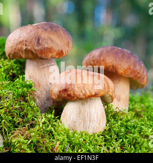 Trois champignons (cèpes) sur la mousse en forêt Banque D'Images