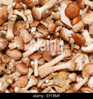 Miel champignons agarics (Armillaria mellea) Contexte Banque D'Images