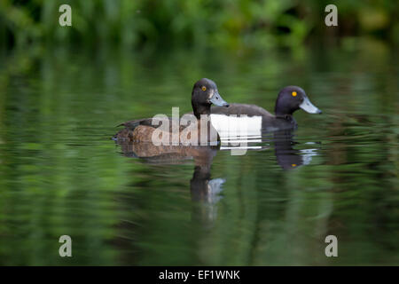 Fuligule morillon Aythya fuligula paire Northumberland ; UK Banque D'Images