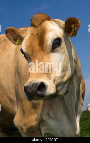 Jersey dans une ferme de Cornouailles,utilisé pour la qualité de son lait utilisé pour les produits laitiers, fromage, crème,ice-cream.a l'agriculture britannique Banque D'Images
