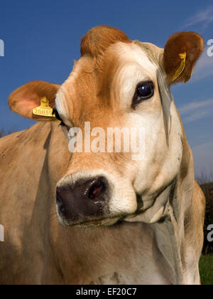 Jersey dans une ferme de Cornouailles,utilisé pour la qualité de son lait utilisé pour les produits laitiers, fromage, crème,ice-cream.a l'agriculture britannique Banque D'Images