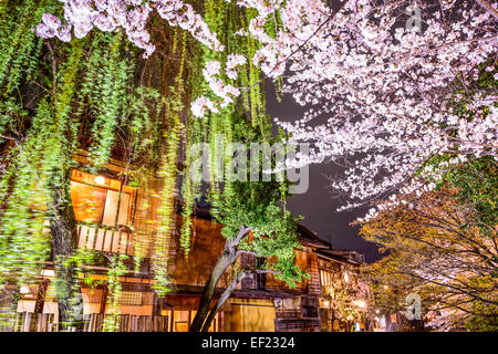 Feuillage de printemps à Kyoto, au Japon, dans la nuit. Banque D'Images