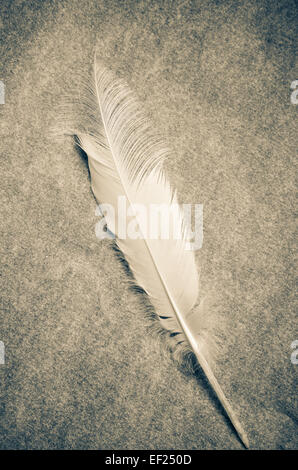 Plume blanche Banque D'Images