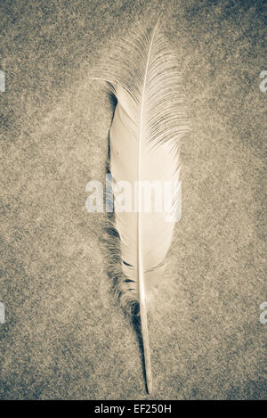 Plume blanche Banque D'Images