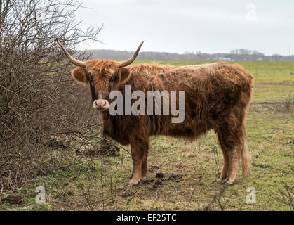 Vieux avec des cornes de vache galloway de mammifères dans la nature Banque D'Images