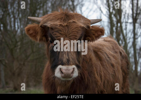 Têtes de jeunes vaches galloway à la caméra en direct Banque D'Images