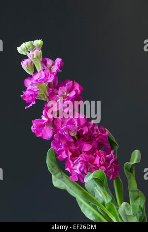 Gros plan de Matthiola incana - bouillon Brompton en fleur sur fond noir Banque D'Images