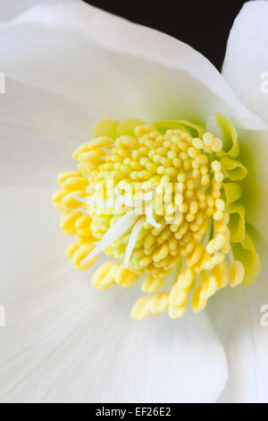 Gros plan sur Helleborus Gold Collection « HGC Joel », Angleterre, Royaume-Uni Banque D'Images