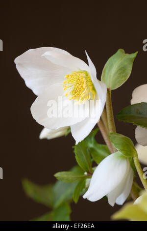 Gros plan sur Helleborus Gold Collection « HGC Joel » sur fond noir, Angleterre, Royaume-Uni Banque D'Images