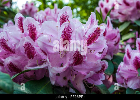 Close up of rhododendron rose fleurs Banque D'Images