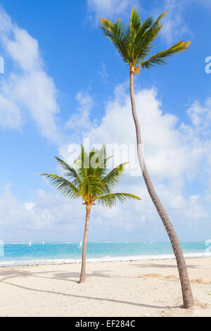 Deux palmiers qui poussent sur une plage de sable. Côte de l'océan Atlantique, la République Dominicaine Banque D'Images