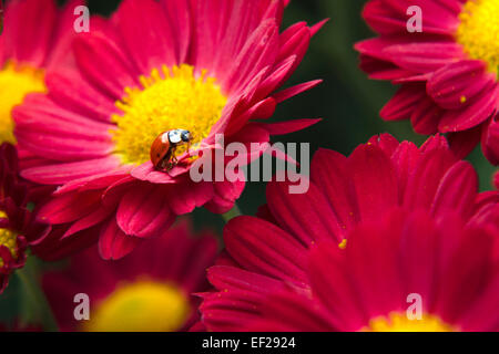 Coccinelle rouge fleurs chrysanthème rampant à l'automne jardin. Banque D'Images