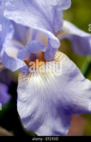 Iris de couleur lilas Banque D'Images