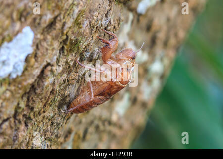 Shell de cigale qui laisser sur l'arbre d'insectes,de la Thaïlande Banque D'Images