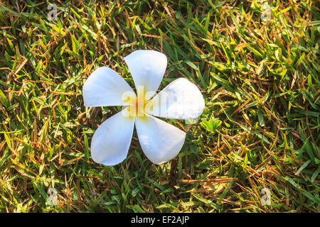 Belles fleurs de frangipanier plumeria ou on Green grass Banque D'Images