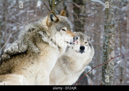 Une paire de loups des bois. Banque D'Images