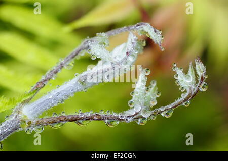 Nouvelle pousse d'une Clematis couvert de fines gouttes d'eau de pluie. Banque D'Images