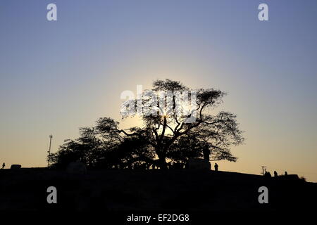 Les personnes qui désirent visiter l'arbre de vie, (espèces Prosopis cineraria), au coucher du soleil, le Royaume de Bahreïn Banque D'Images