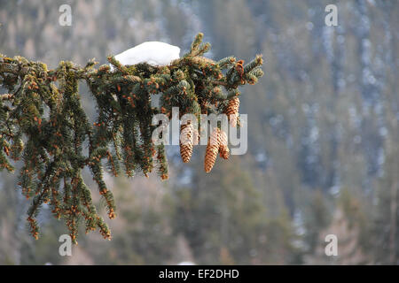 Belle branche de sapin sapin avec-cônes et la neige en hiver montagne Banque D'Images