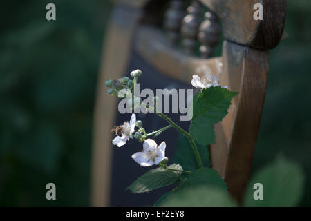 Nectar d'abeille en jardin sauvage Banque D'Images