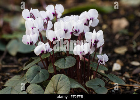 La météo de la fleurs Janvier hardy tuber, Cyclamen coum 'Album' Banque D'Images