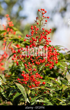 Baies de l'Janvier, La Nandina domestica bambou céleste Banque D'Images