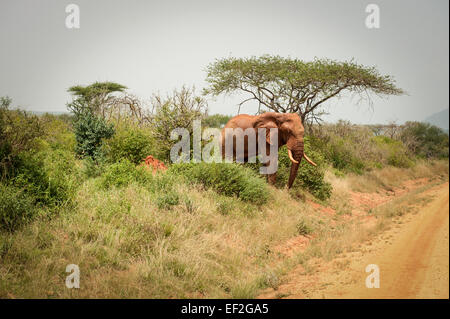 Éléphant dans la savane de l'Afrique Banque D'Images
