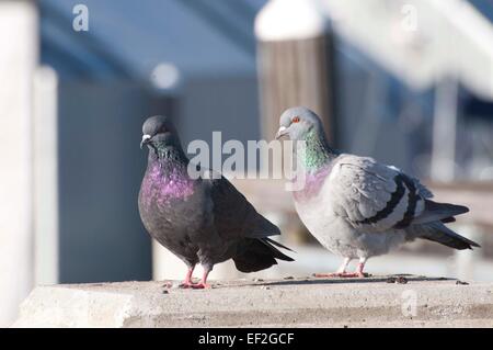 Pigeon biset aussi connu comme un perchoir pigeons sur une balustrade à la marina, Percival Landing, au centre-ville d'Olympia, WA. Banque D'Images