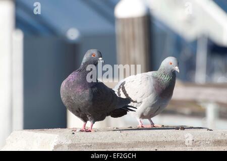 Pigeon biset aussi connu comme un perchoir pigeons sur une balustrade à la marina, Percival Landing, au centre-ville d'Olympia, WA. Banque D'Images