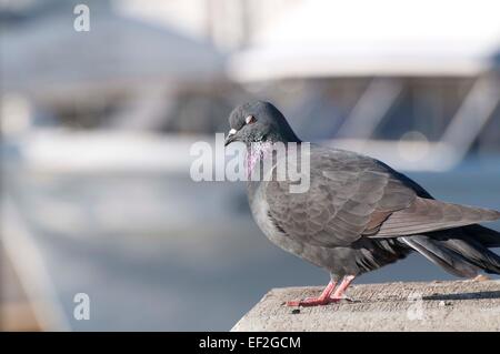 Rock Dove aussi connu comme un pigeon perché sur une balustrade à la marina, Percival Landing, au centre-ville d'Olympia, WA. Banque D'Images