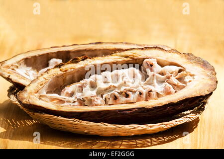 Theobroma cacao pod ouvert en deux sur fond de bois Banque D'Images