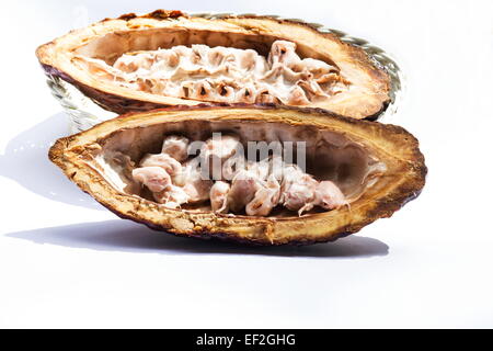 Theobroma cacao pod ouvert en deux sur fond blanc Banque D'Images