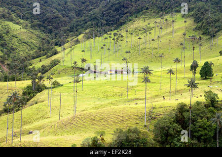 Palmiers de cire - le plus haut du monde palmiers - dans la vallée de Cocora Banque D'Images