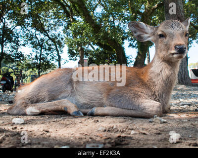 Deer allongé sur le sol de Temple Todai-ji de Nara Banque D'Images