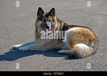 Chien de race croisée Alsaation ou German Shepard se détendant sur une route tarmac en Irlande Banque D'Images