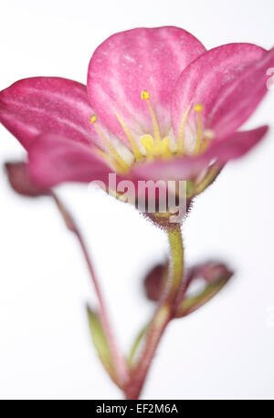 Gros plan d'une fleur rose montrant le pollen et les étamines sur fond blanc Banque D'Images