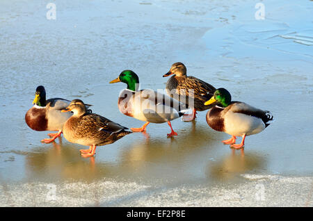 Canard colvert sur un étang gelé Banque D'Images