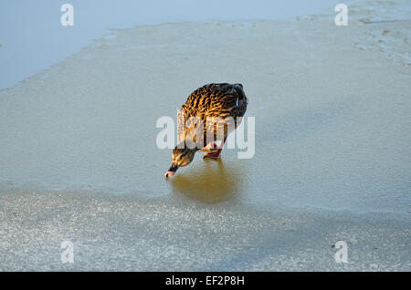 Canard colvert femelle cherchant de la nourriture sur l'étang gelé Banque D'Images