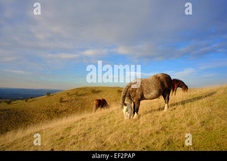 Poneys Dartmoor sauvages pâturage sur Barton Hills National Nature Reserve, Bedfordshire, Royaume-Uni Banque D'Images