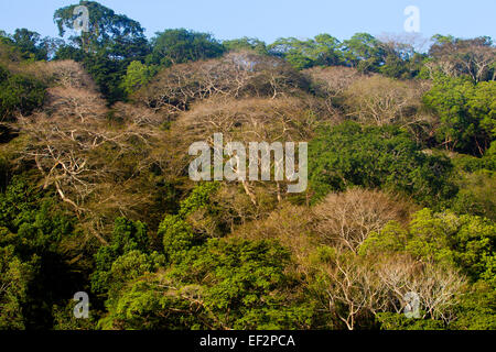 En saison sèche, la forêt tropicale du parc national de Soberania, République du Panama. Banque D'Images