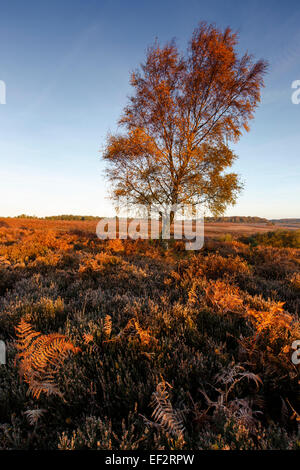 Arbre d'automne au début du matin à Mogshade Hill dans le parc national New Forest Banque D'Images