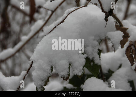 Feuillage couvertes de neige sur une branche sur un matin d'hiver après une chute de neige fraîche. Banque D'Images