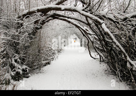 Couple en train de marcher sur un sentier à travers une voûte d'arbres couverts de neige sur un matin d'hiver. Banque D'Images